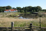 Ribe